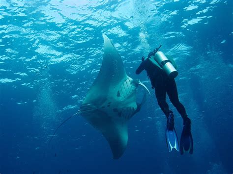 Capturing the Grace and Elegance of Hawaii's Manta Rays